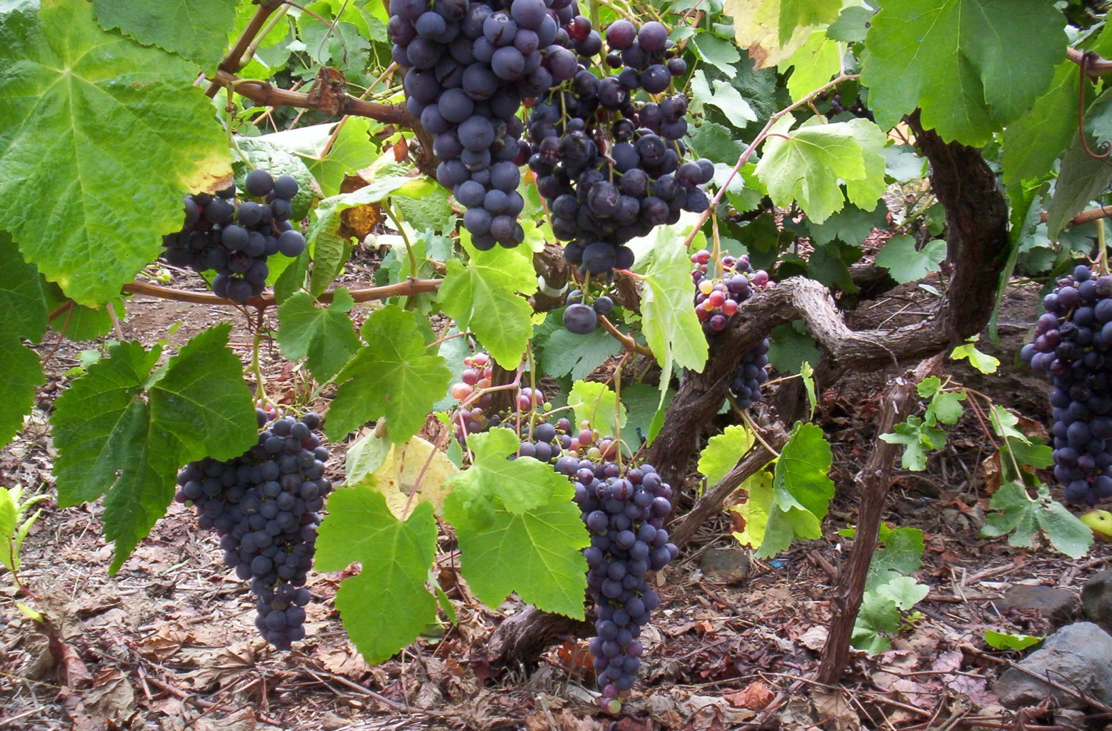 Listán Negro grapes growing in Tenerife
